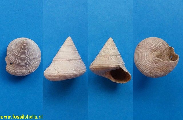 Calliostoma philanthropum pontoni