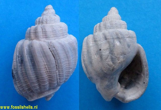 Nassarius scalaspira