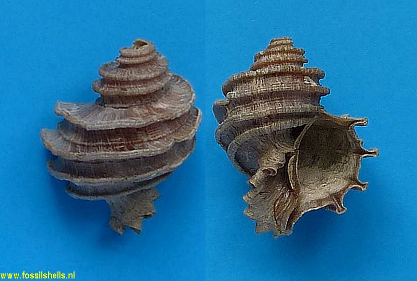 Ecphora pachycostata