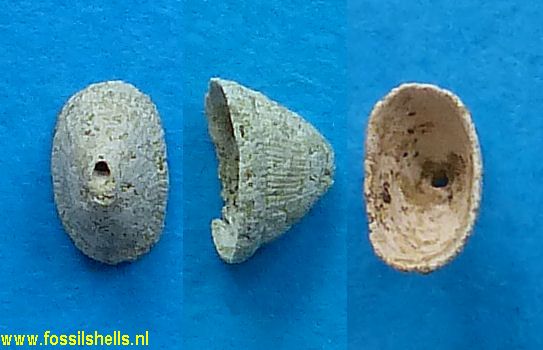 Lucapinella species