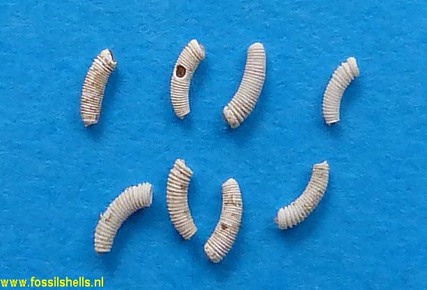 Caecum pulchellum