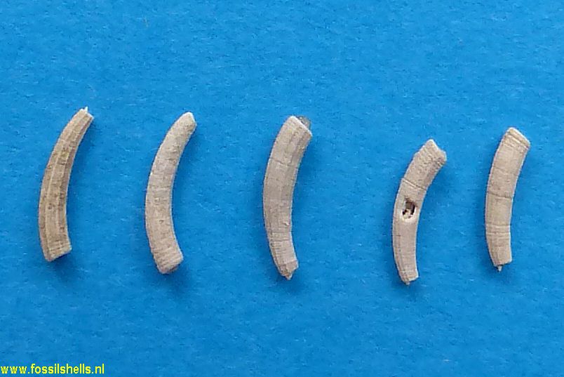 Caecum imbricatum