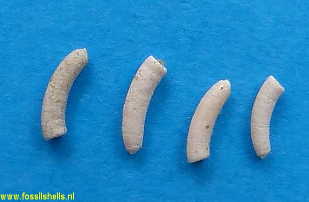 Caecum flemingi