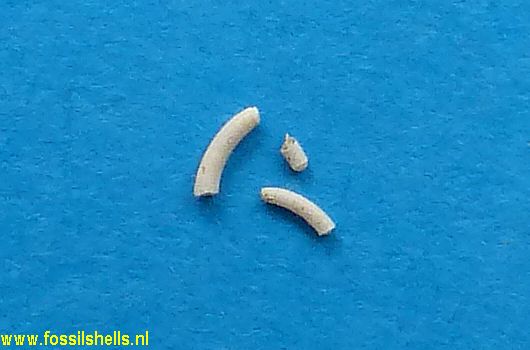 Caecum beaufortensis