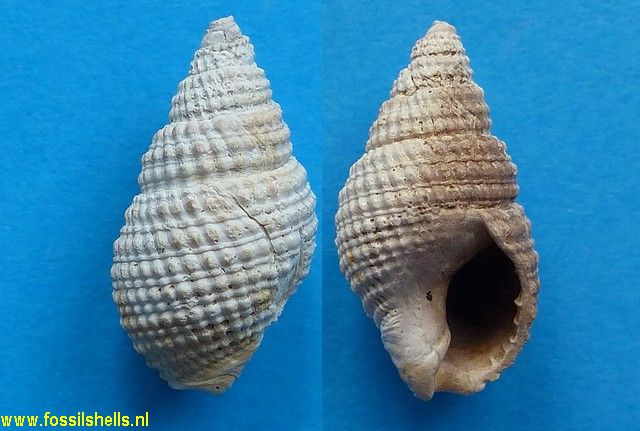 Nassarius granifera