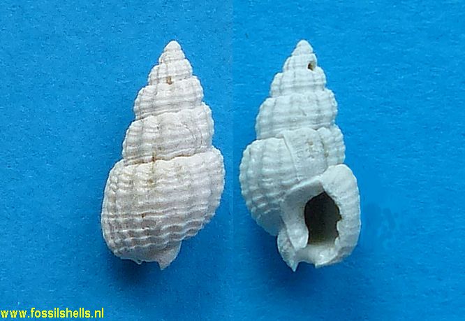 Nassarius chowanensis