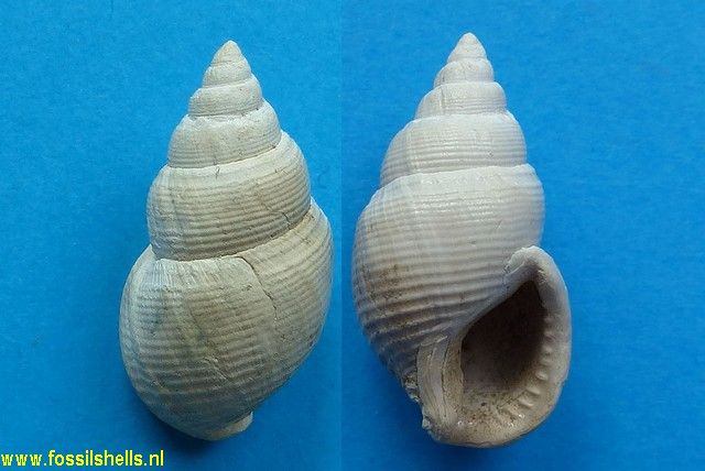 Nassarius species 