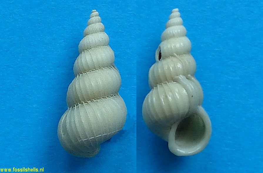 Epitonium rupicolum
