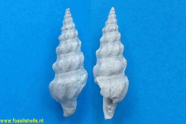 Cymatosyrinx lunata
