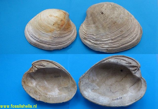 Mercenaria corrugata