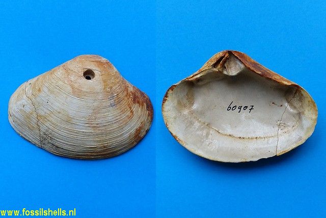 Crassatellites densus