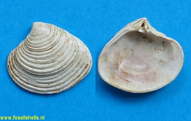 Crassinella dupliniana