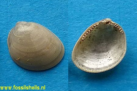 Nucula species
