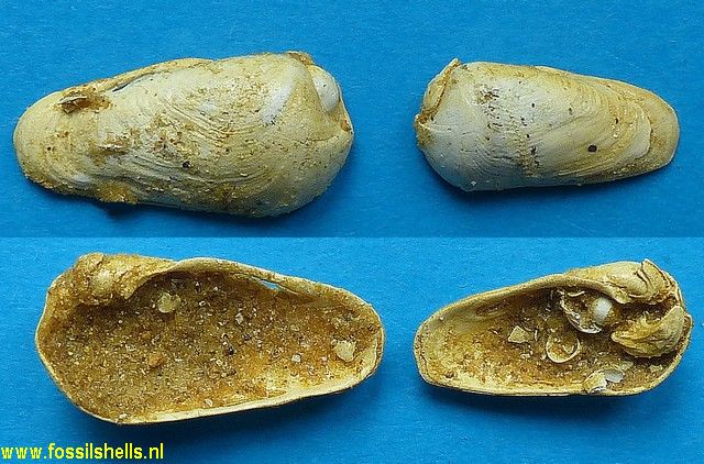 Martesia delecta