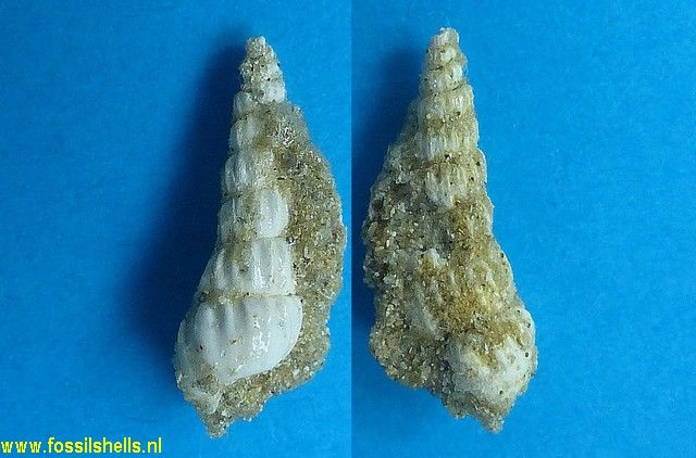 Opalia aemula