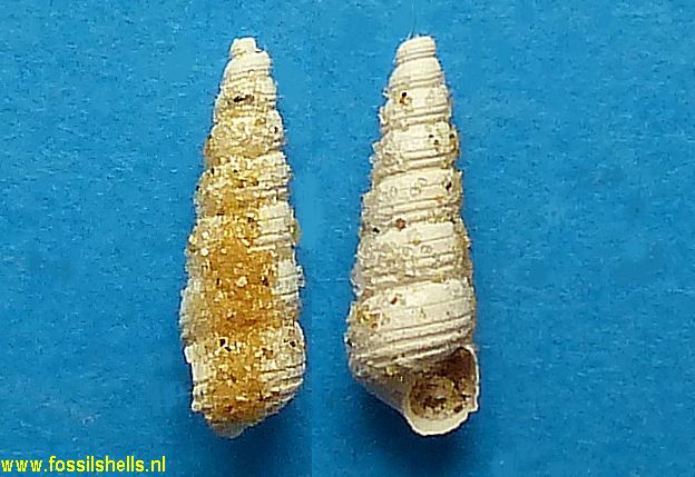 Mathilda vincta