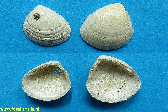 Nucula fragilis