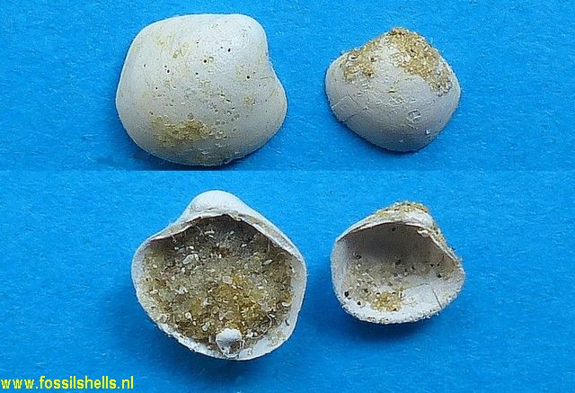 Glossocardia subquadrata