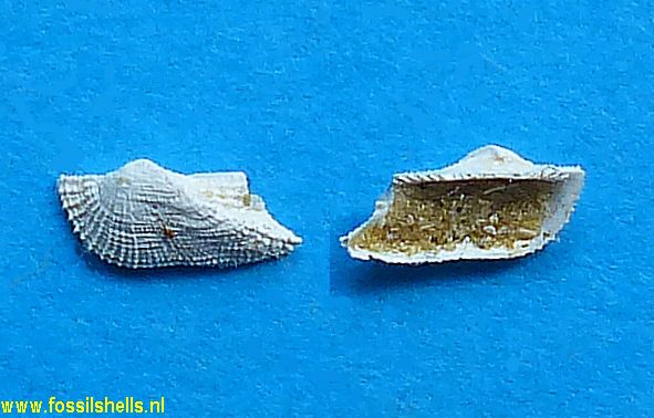 Arca minuata