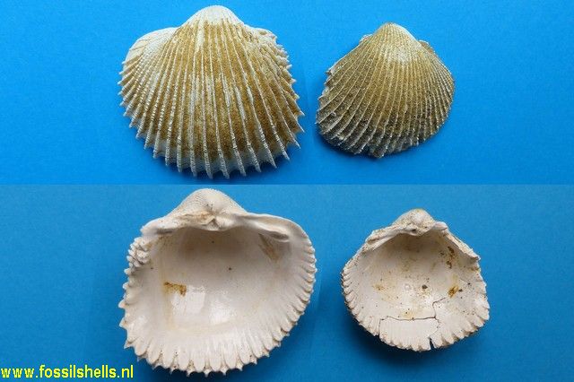 Cardium bazini