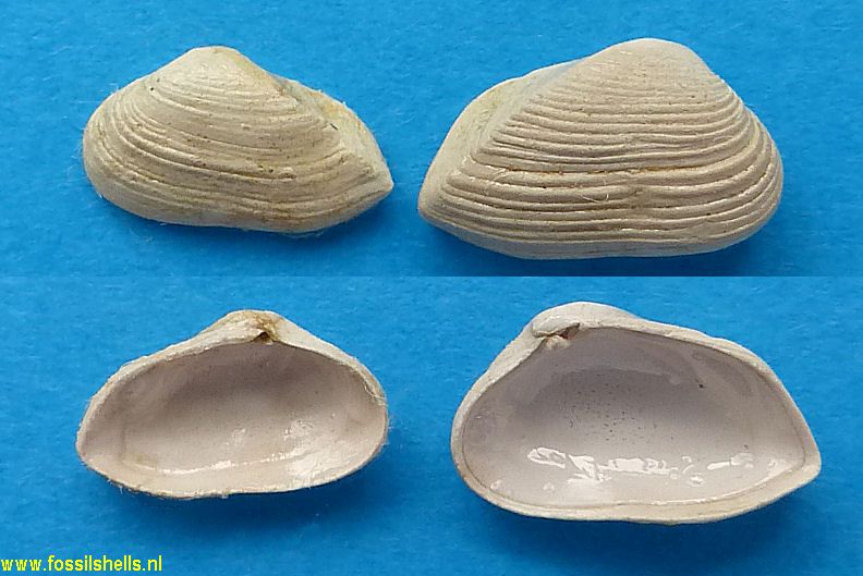 Caryocorbula subaequivalvis