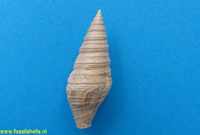 Gemmula laticlava