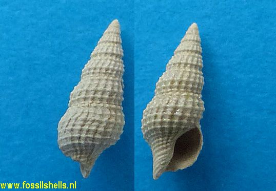 Crassispira girgillus