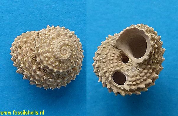 International Fossil Shell Museum - Foundation for the study of shells ...