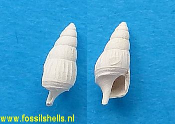 Ectinochilus canalis