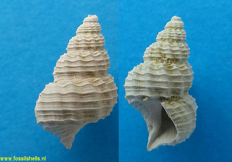 Mesostoma cancellatum