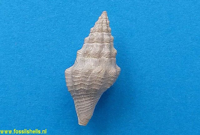 Turricula species