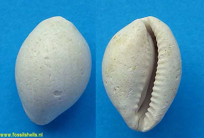 Cyproglobino parvulorbis