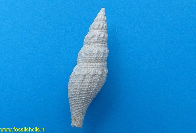 Turricula pseudocolon
