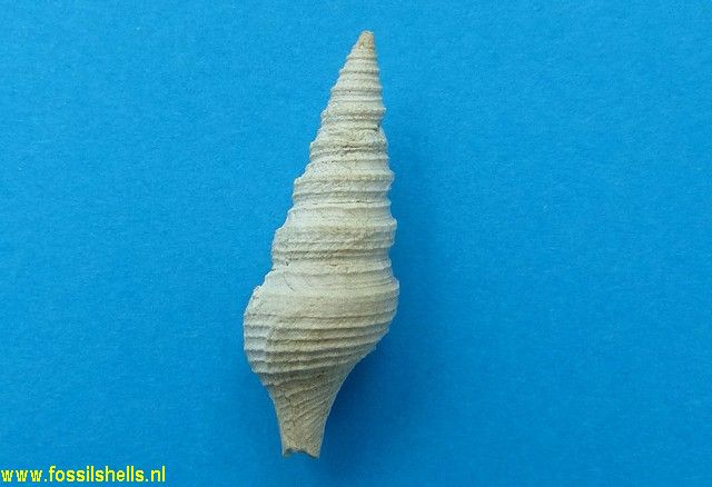 Gemmula odontella