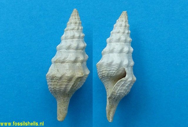 Clavatula semilaevis
