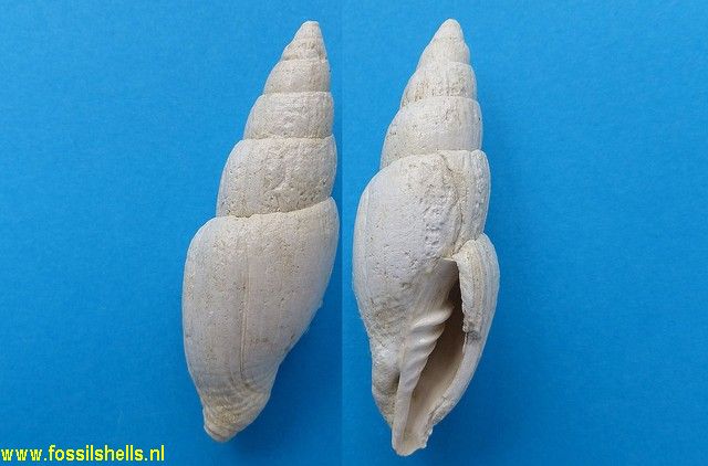 Episcomitra vermeuleni ('Paratype')