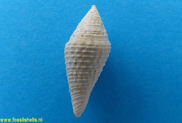 Hemiconus scabriculus