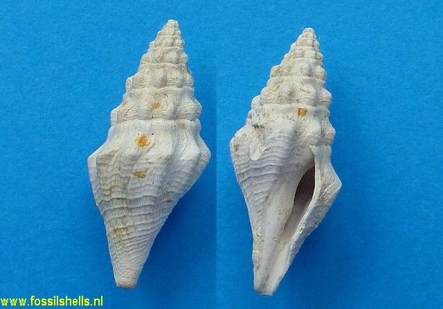 Turricula species