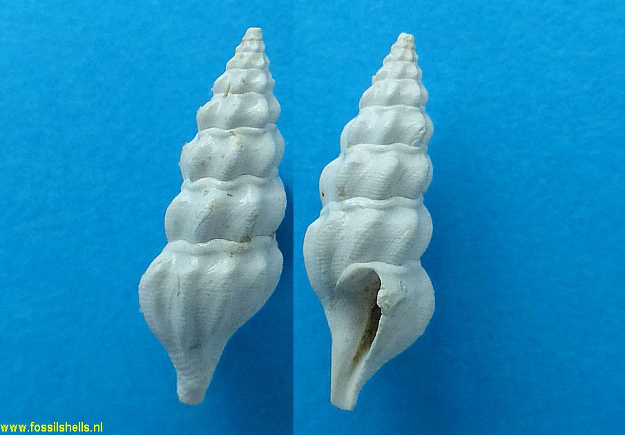 Mangelia acuticostata