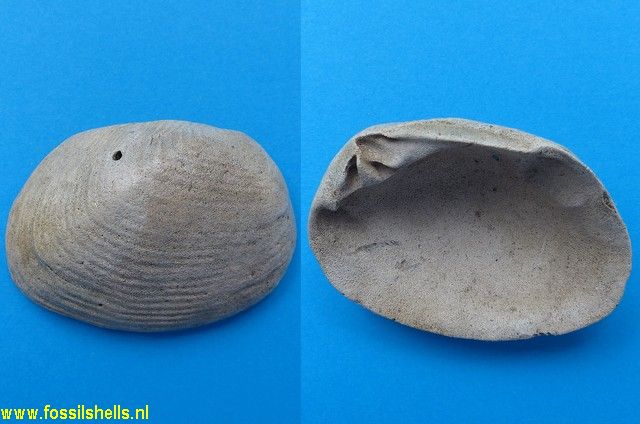 Crassatella manifesta