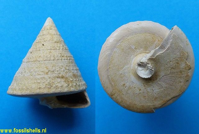 Tectus margaritaceus