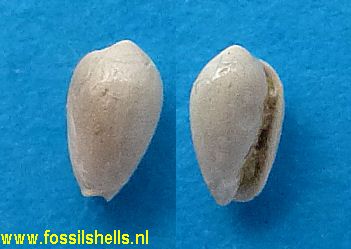 Marginella perovalis