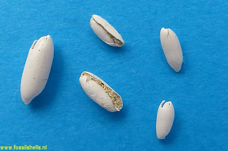 Cylichna teretiuscula