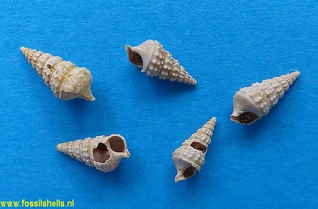 Metacerithium hauniense