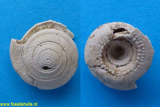 Architectonica montense