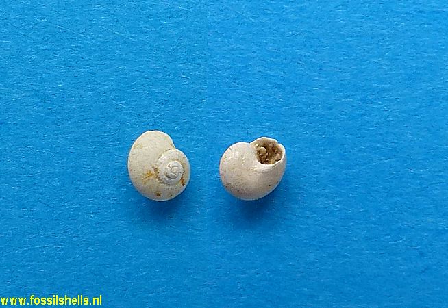 Teinostoma glaberrimum