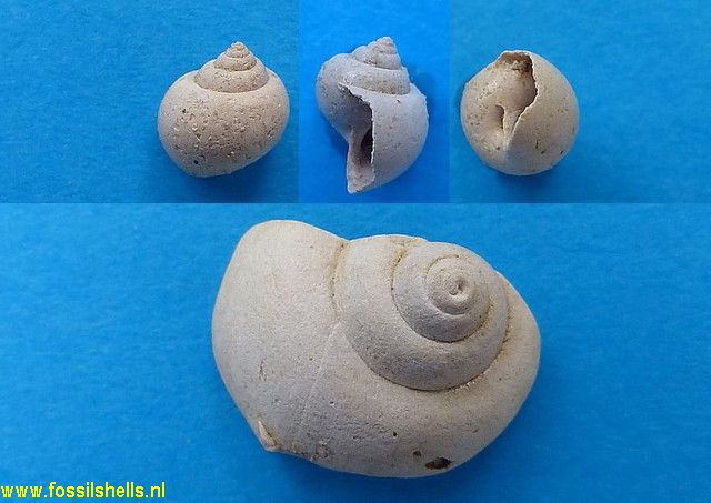 Ampullella lavalleei