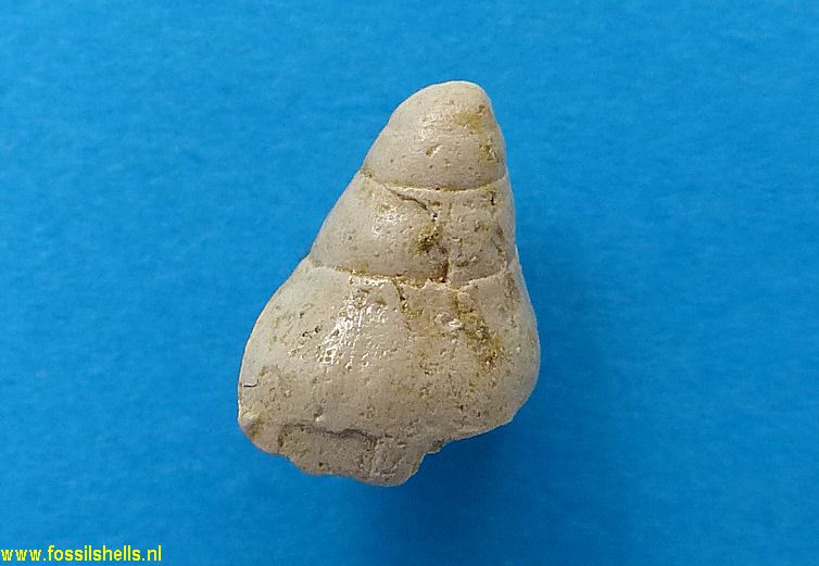 Montia inaequiplicata