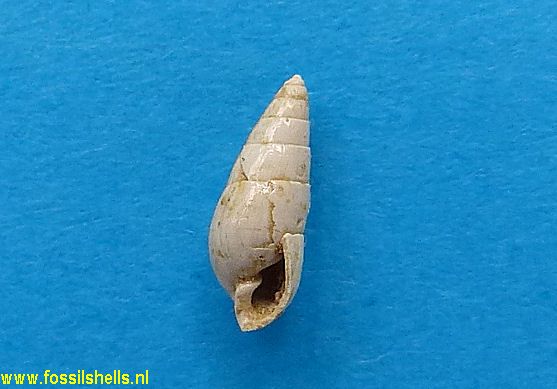 Odostomia deshayesi