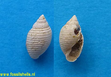 Acteon tenuiplicatus